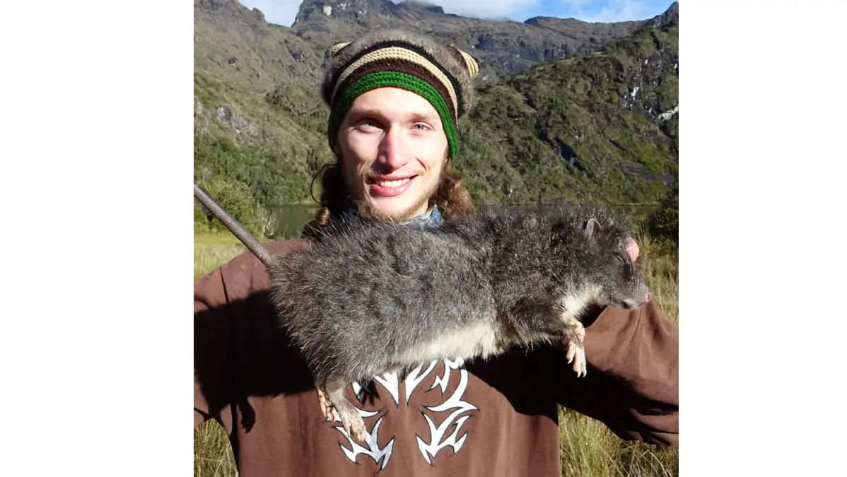 Ratte Mallomys istapantap