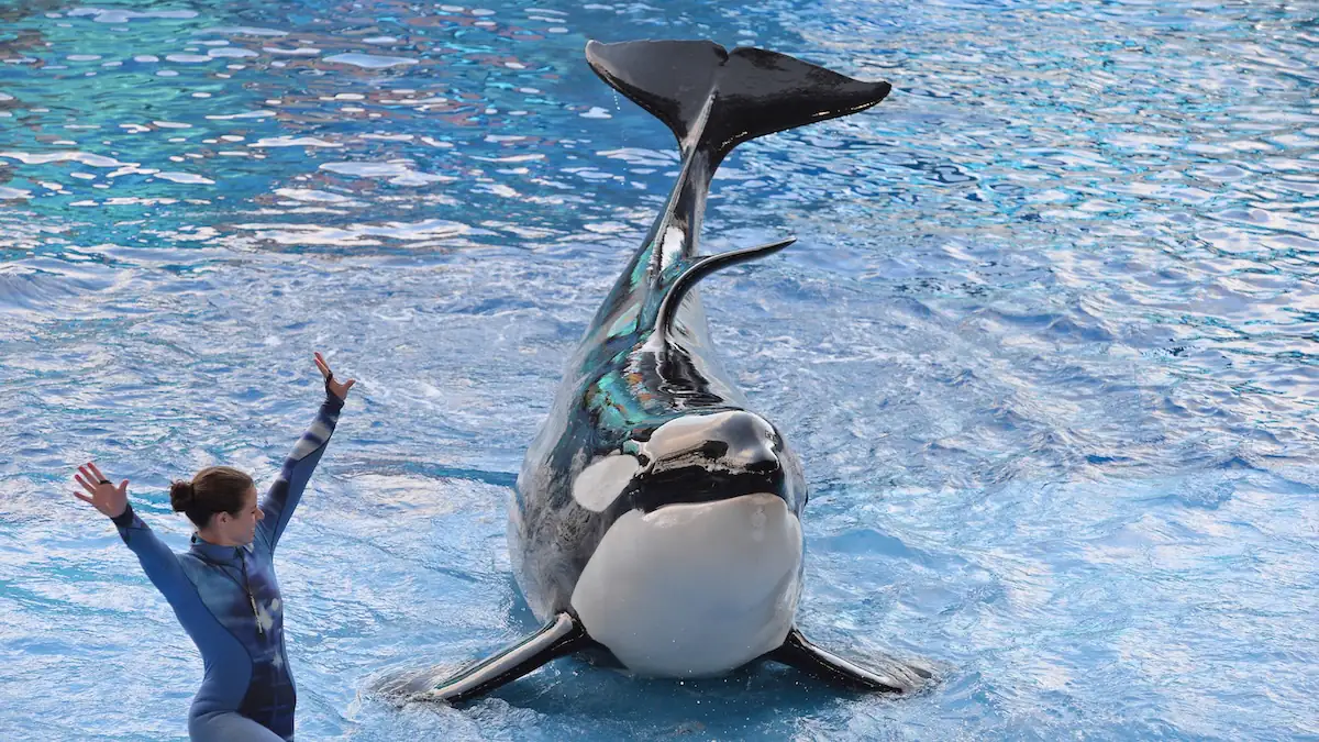 Schwertwal Tilikum im Wasser bei einer Show