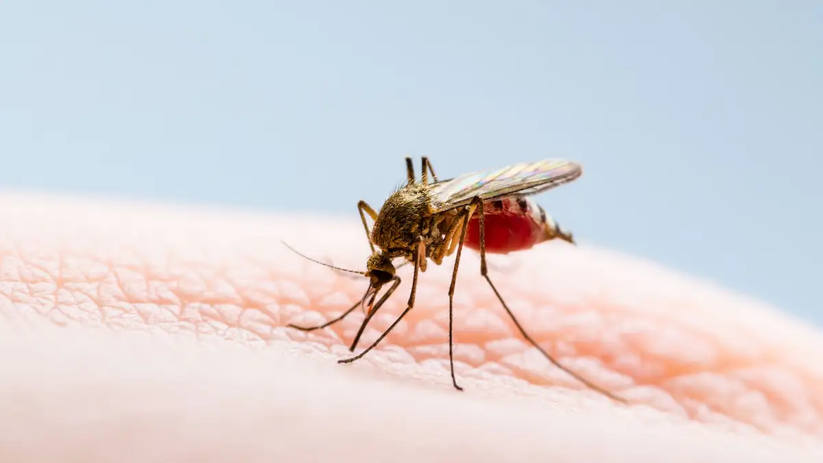 Mücken: Eine Mücke beim Blutsaugen