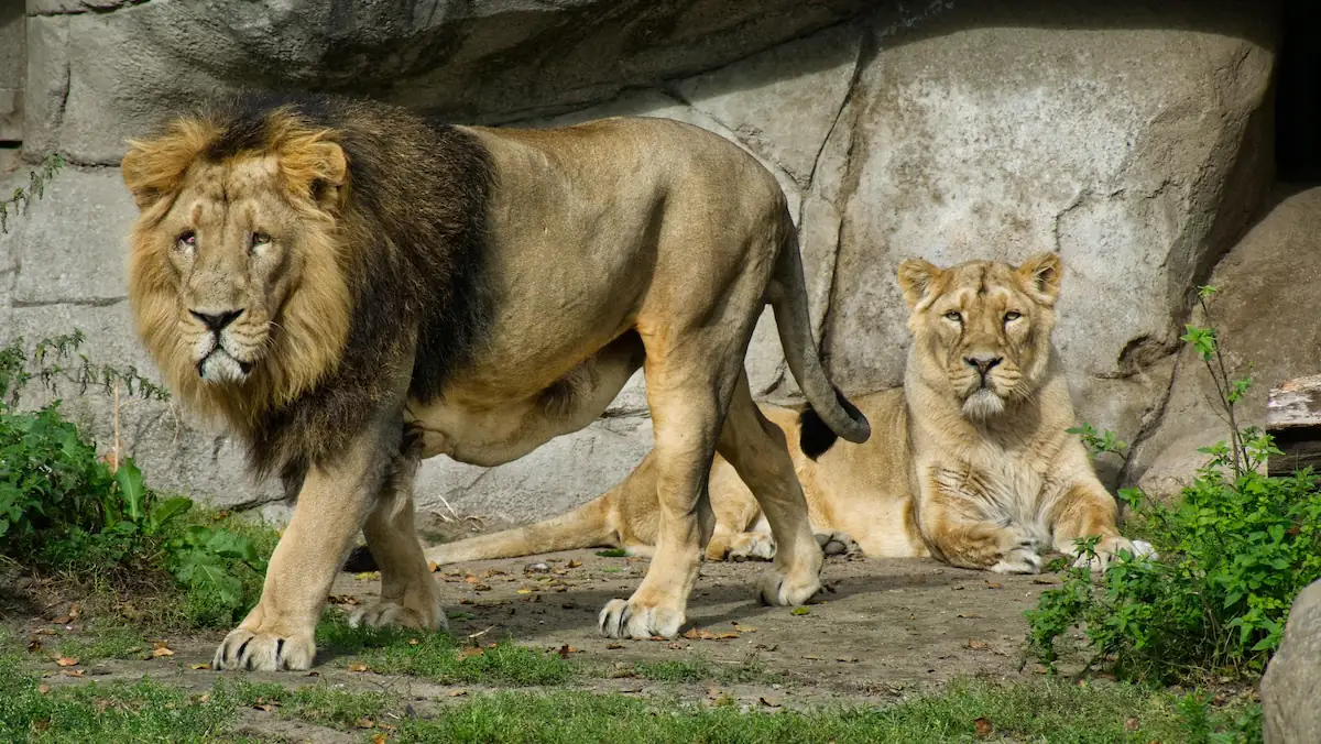 Zoo Haistierspende Symbolbild: Löwe (Panthera leo) nebst Gemahlin im Zoo von Aalborg
