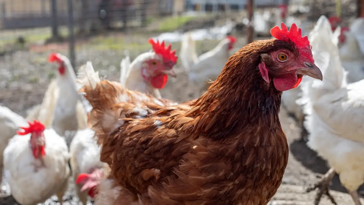 Viele weiße und ein braunes Huhn beim Eier legen
