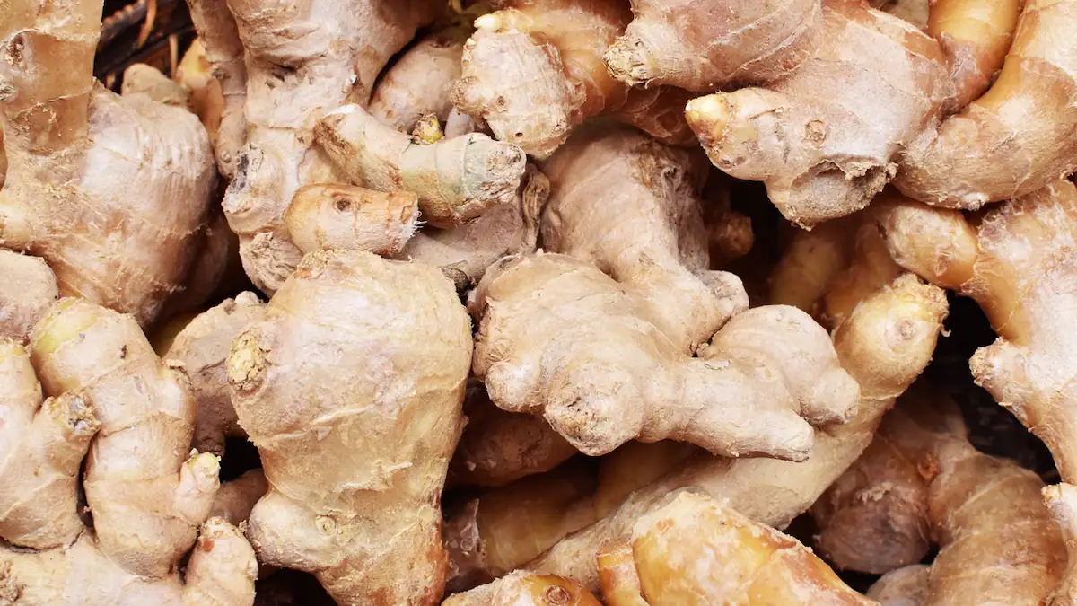 Viele Ingwer-Knollen auf einem Haufen