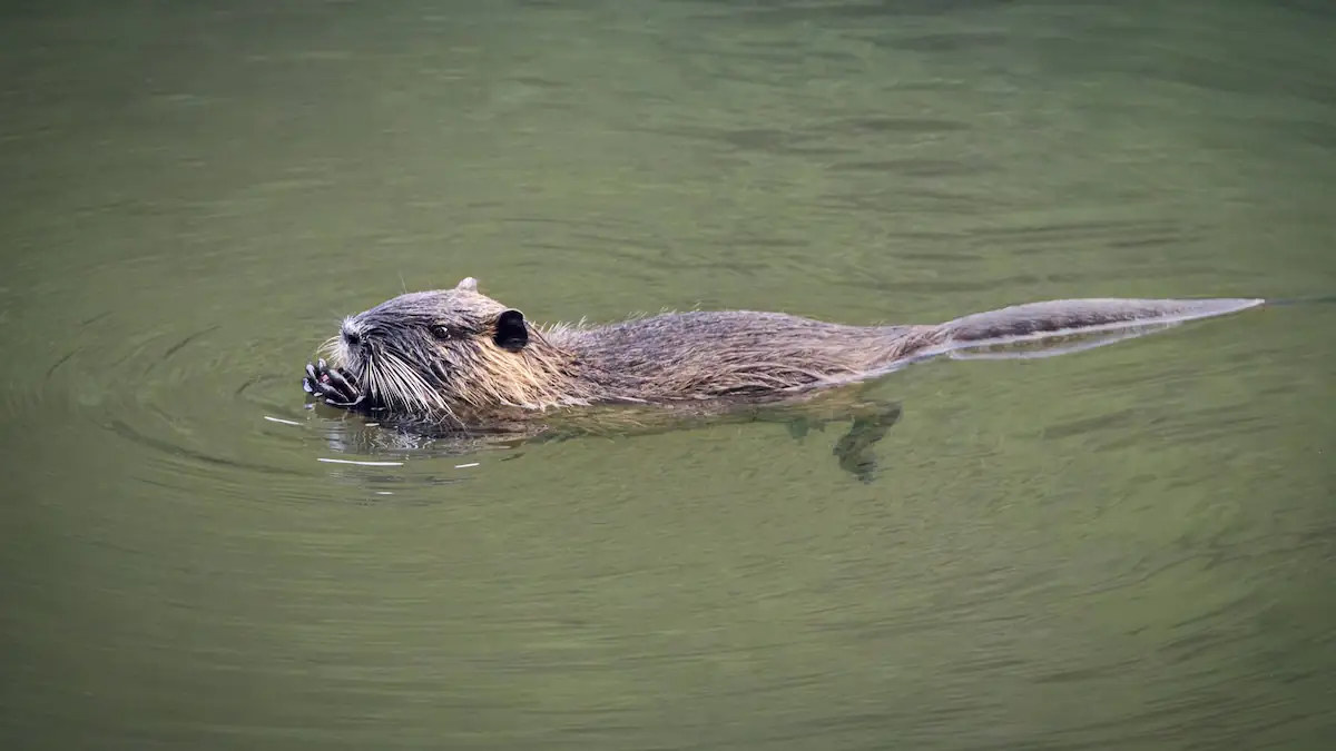 Nutria (Myocastor coypus) im Fluss schwimmend und eine Kastanie essend