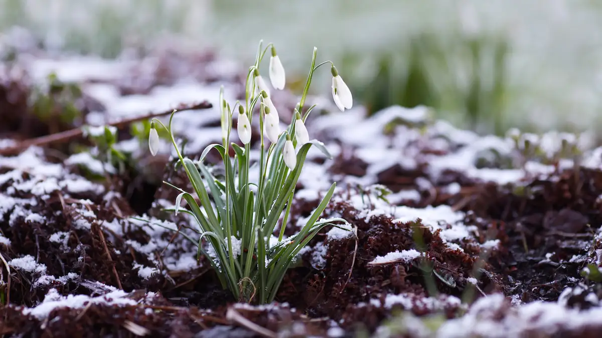 Schneeglöckchen in leichtem Schnee