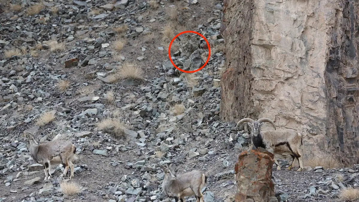 Suchbild: Schneeleopard zwischen Felsen rot umkreist