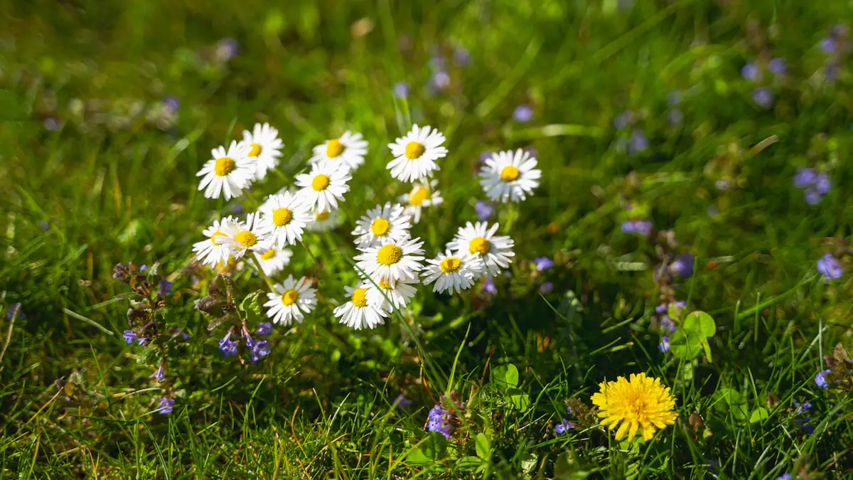Gänseblümchen in Rasen