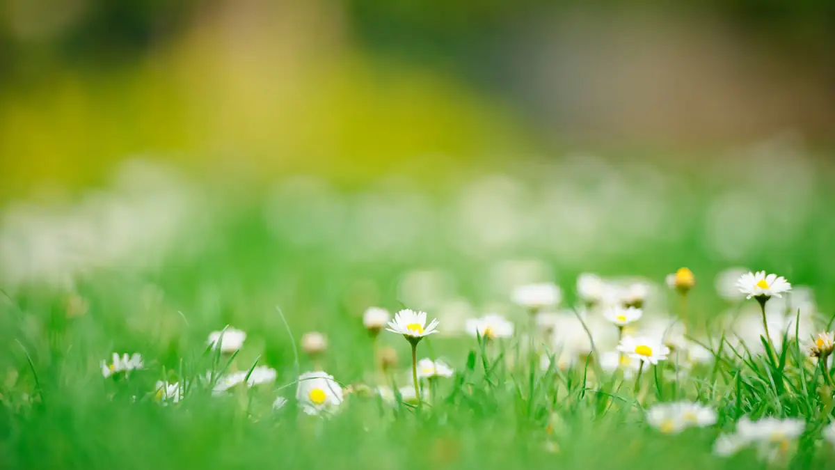 Gänseblümchen in Rasen