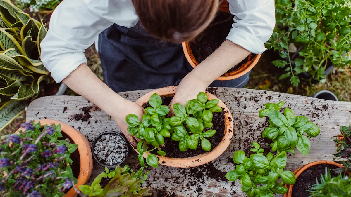 Frau bei der Gartenarbeit pflanzt Basilikum