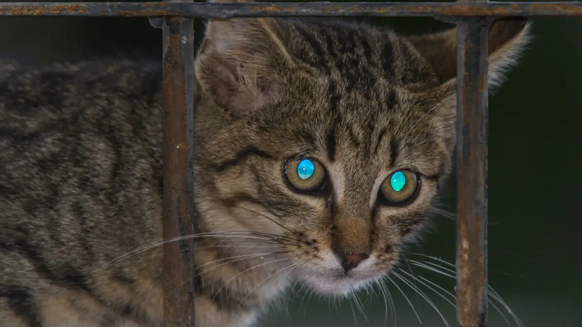 Katzenaugen leuchten im Dunkeln