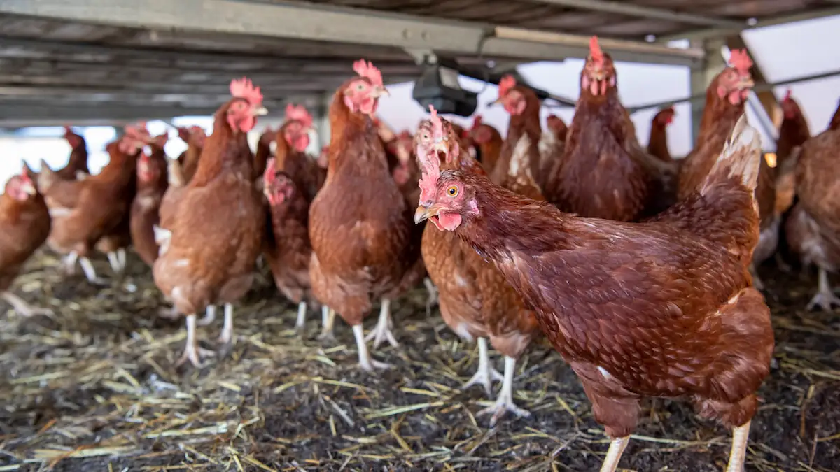 Vogelgrippe bei einer Gruppe von Hühnern