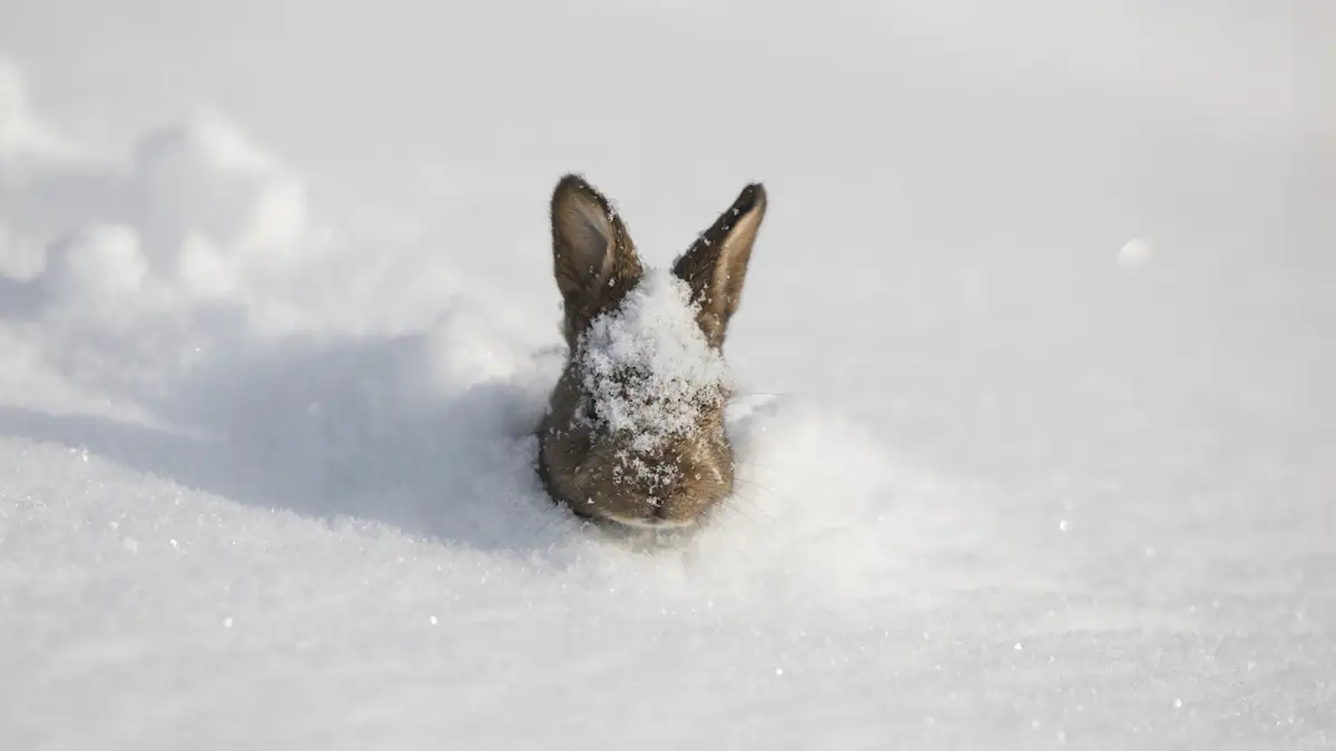Wetter an Ostern: Hase schaut aus tiefem Schnee heraus
