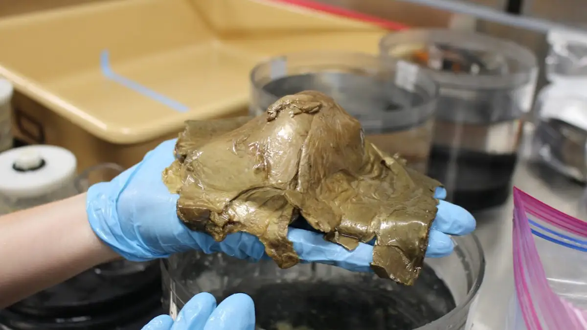 Mysteriöse „Goldene Kugel“ aus der Tiefsee wurde als Seeanemonen-Überreste identifiziert: Jemand hält die Überreste auf einer behandschuhten Hand