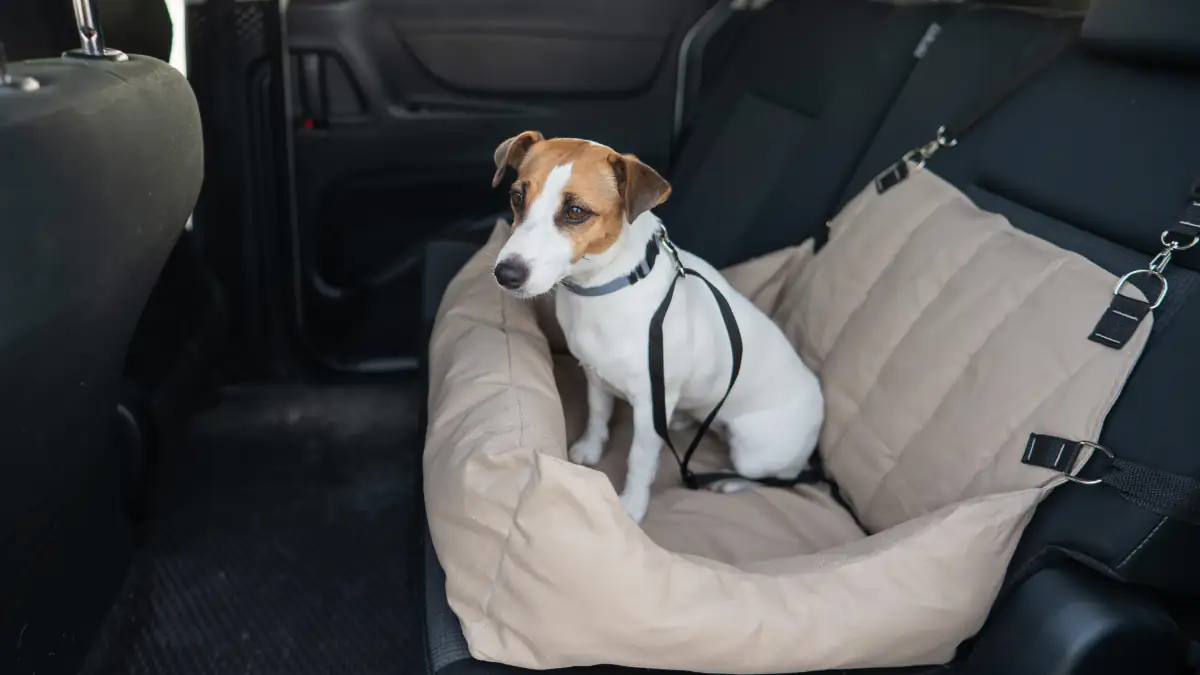 Haustiere im Auto: Hund sitzt auf einem Körbchen