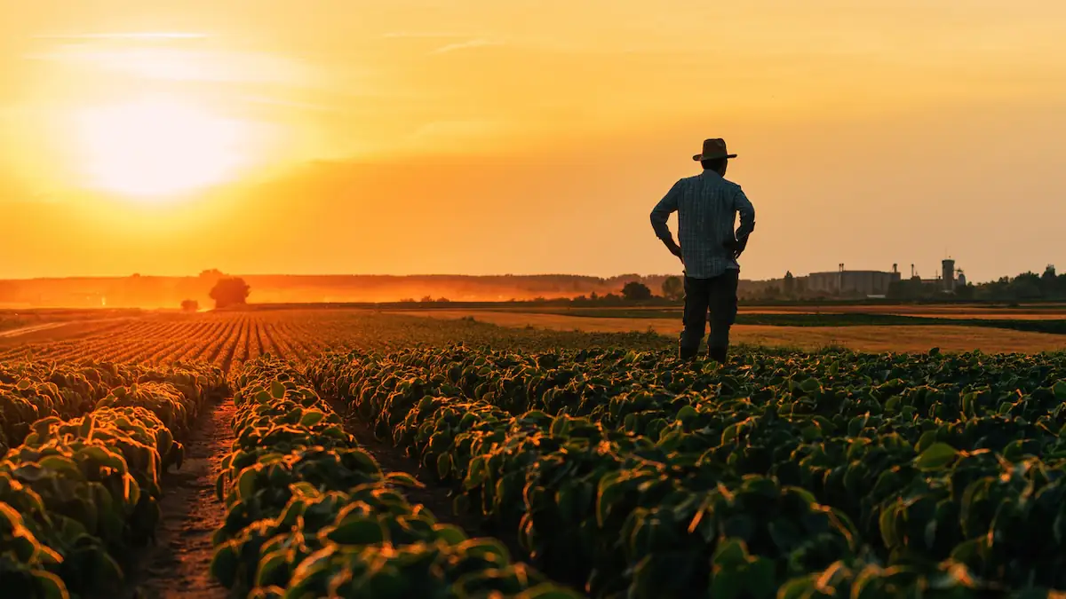 Bauernregeln: Man mit Hut steht vor Sonnenuntergang auf einem landwirtschaftlichen Feld