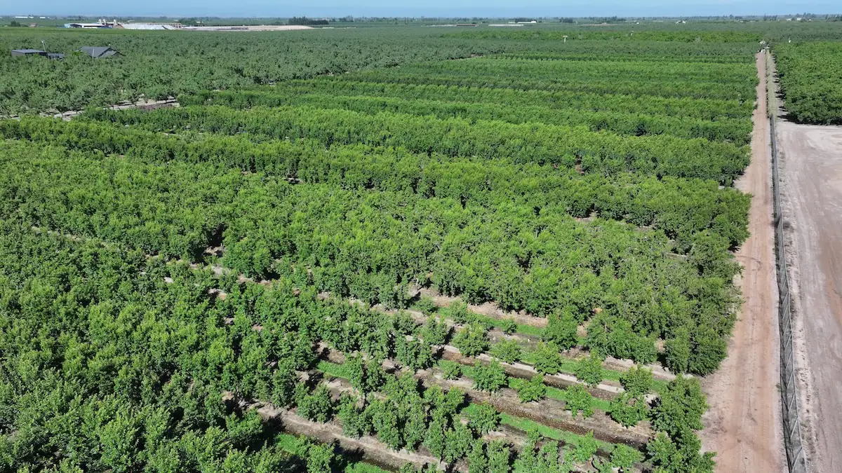 Obstbaum-Plantage von Del Monte in Kalifornien