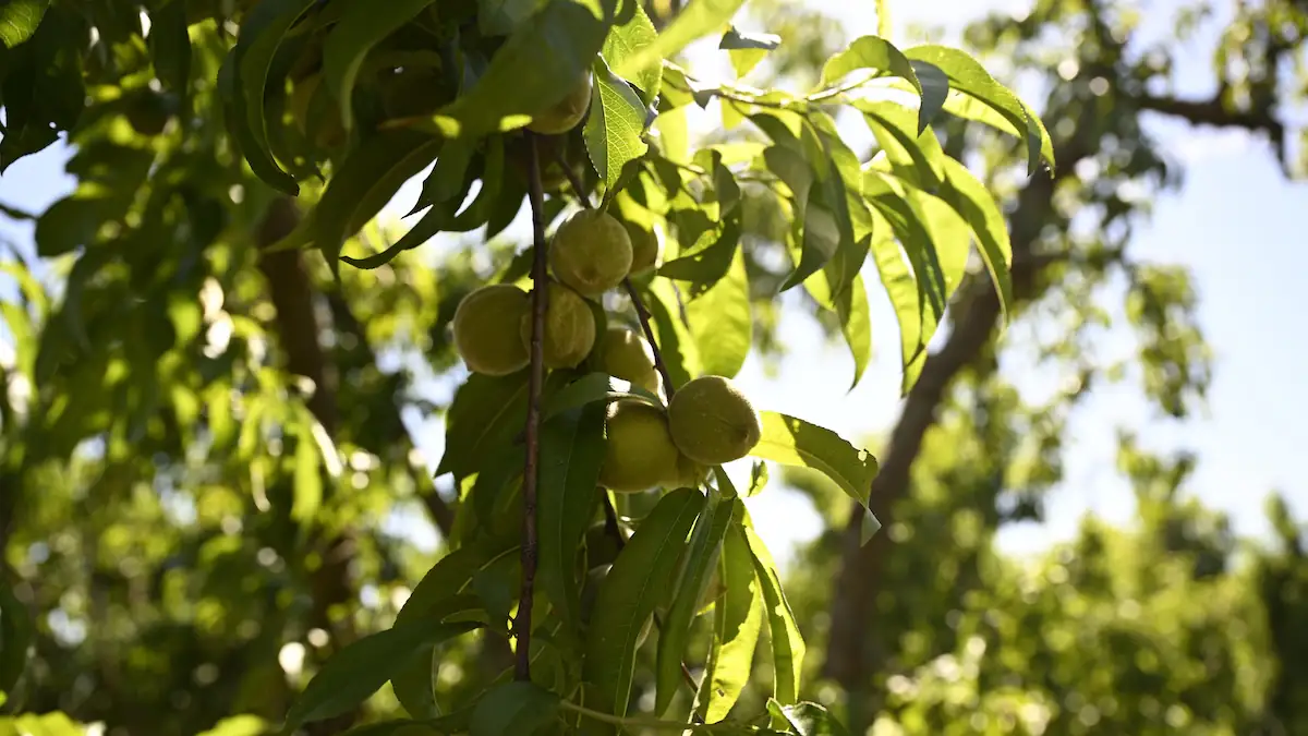 Noch unreife Pfirsiche an einem Obstbaum von Del Monte