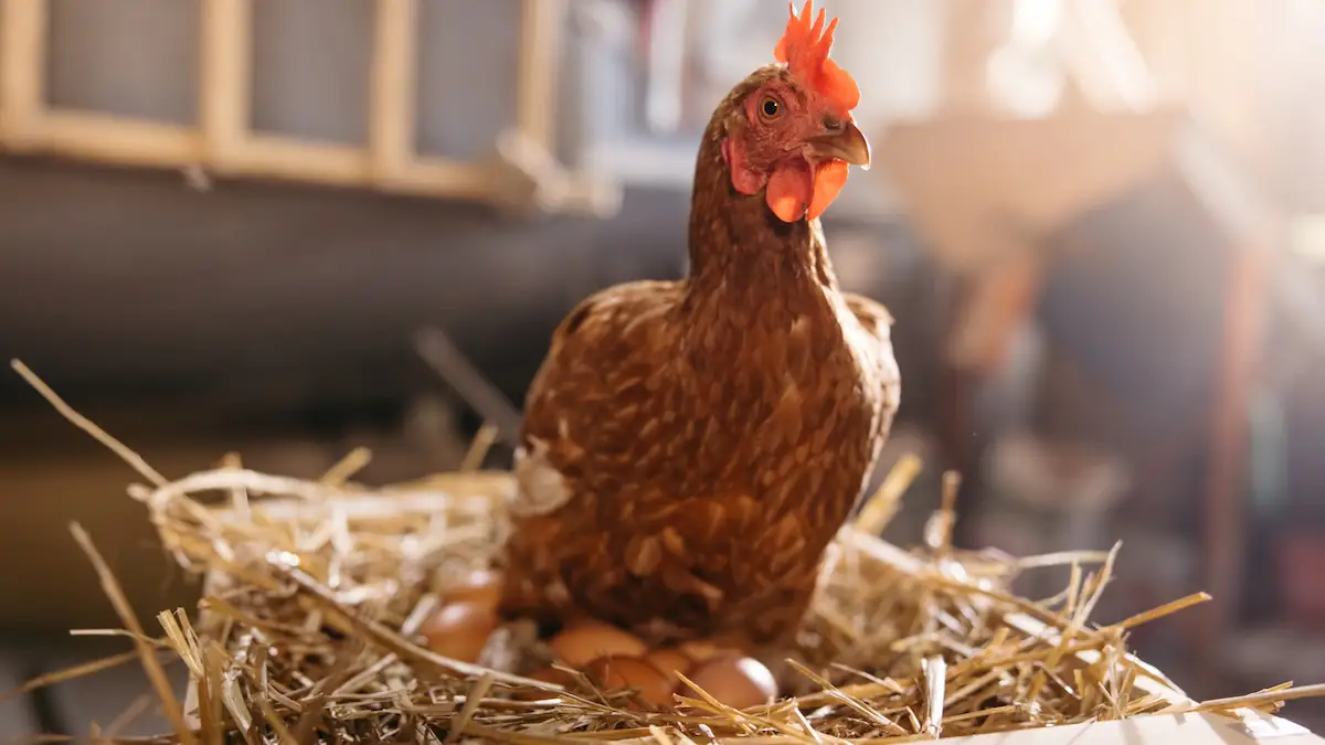 Braunes Huhn brütet Eier in einem Stall aus