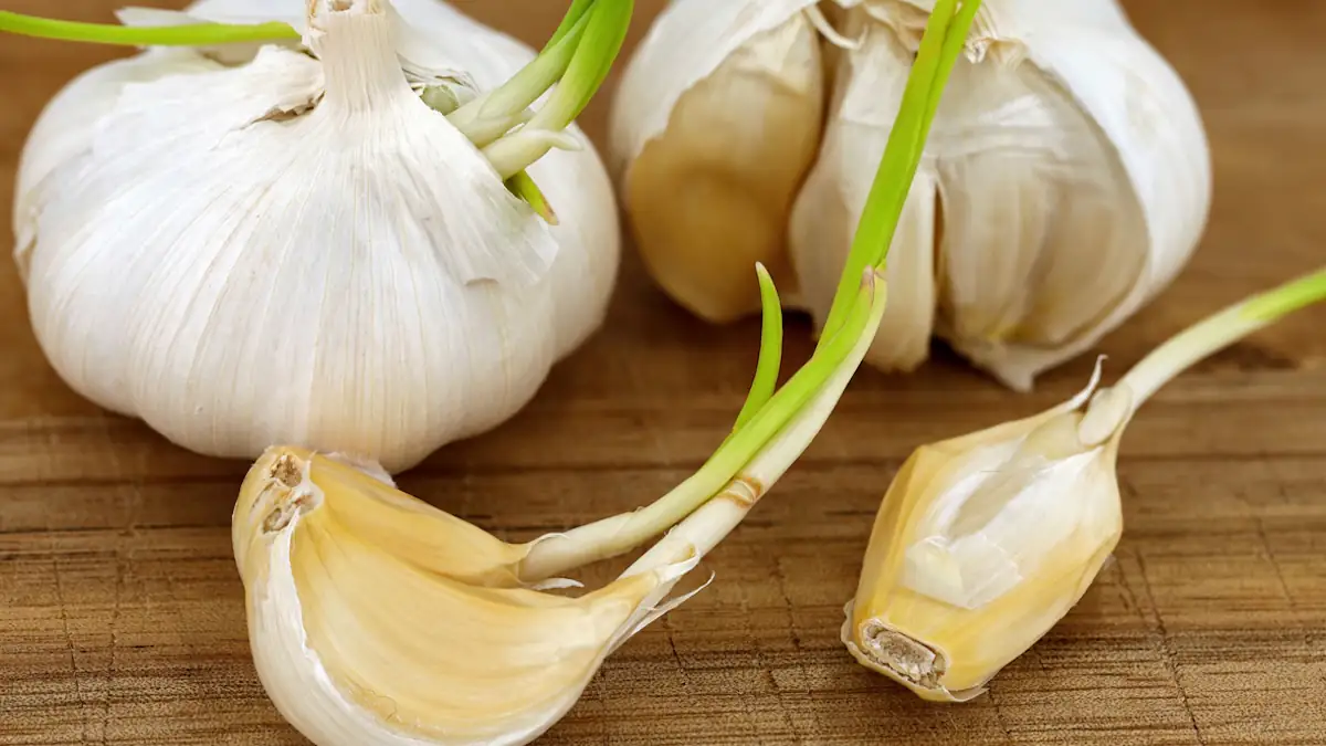 Keimende Knoblauchzehen und Knollen
