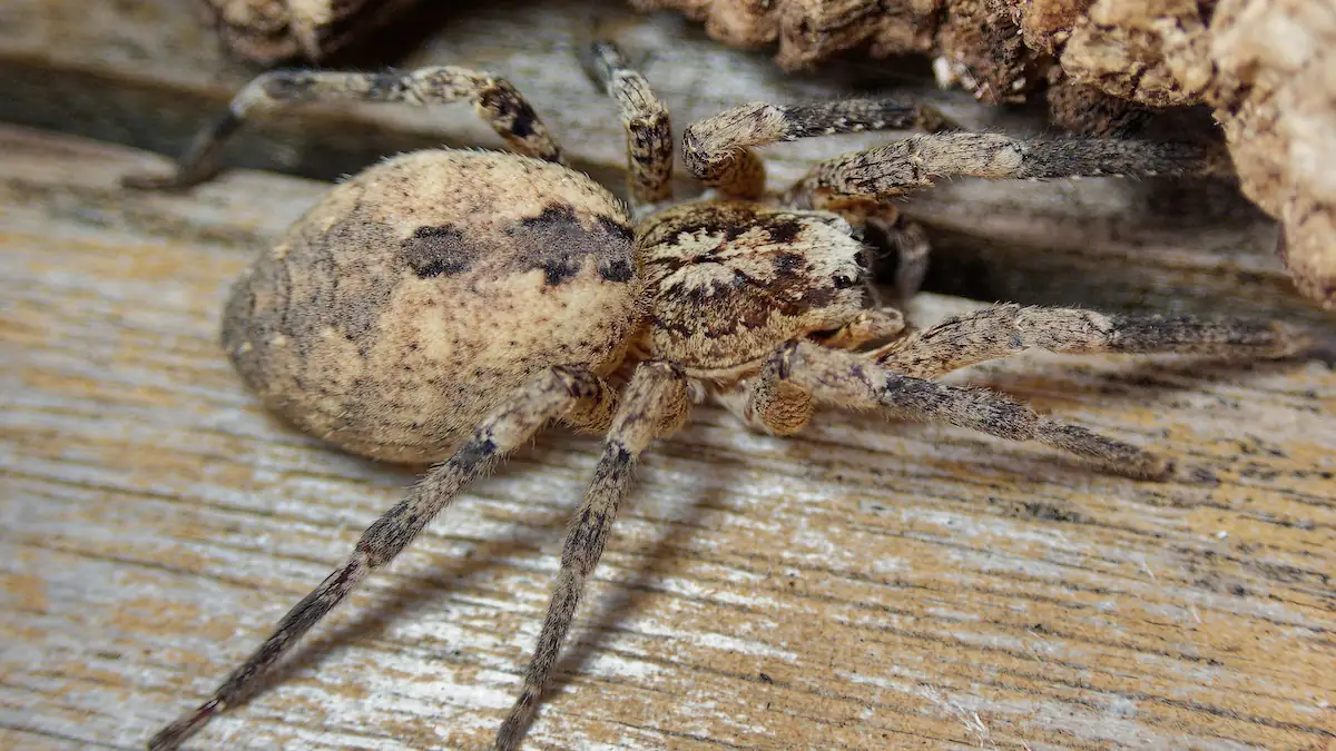 Nosferatu-Spinne (Zoropsis spinimana)