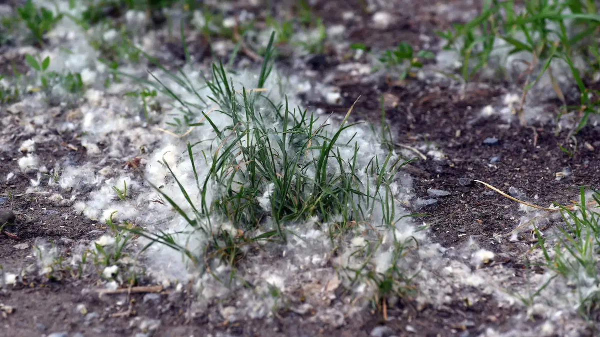 Pappelflaum auf Gras