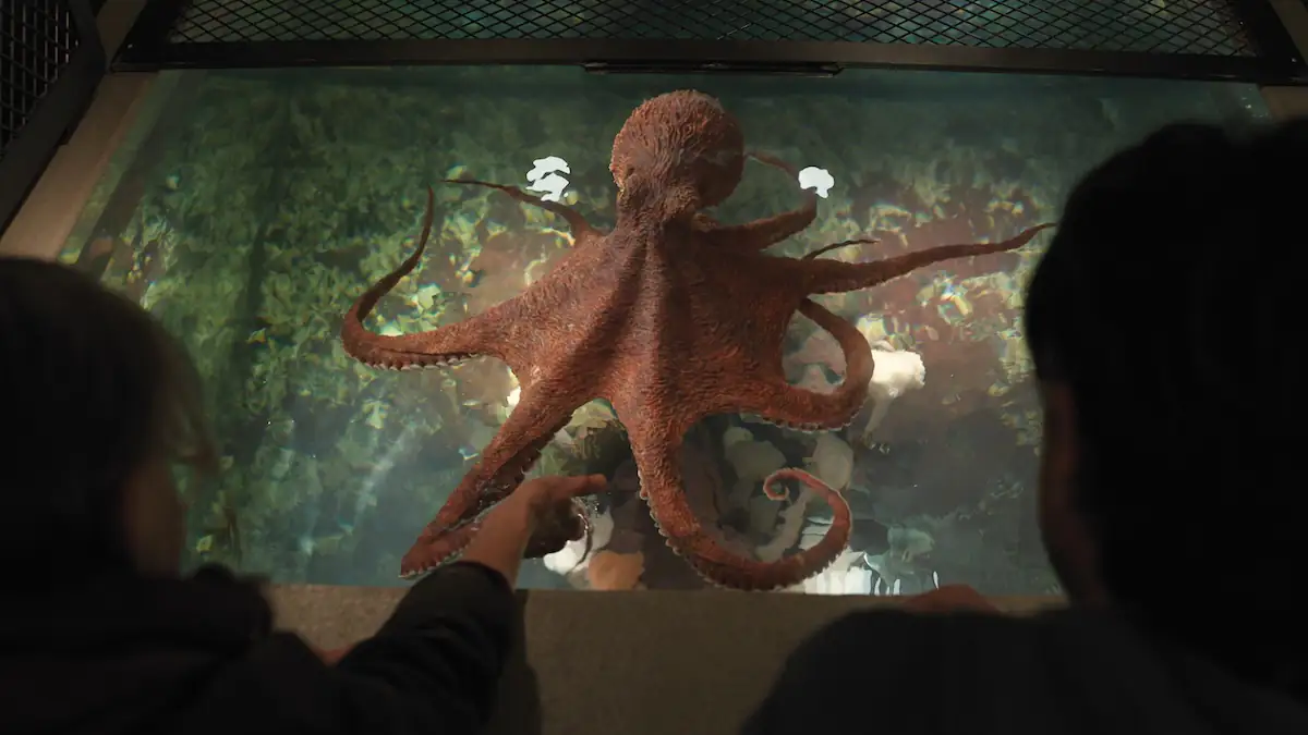 Szene aus dem Netflix-Film „Remarkably Bright Creatures“, in der eine Oktopus in einem Aquarium zu sehen ist