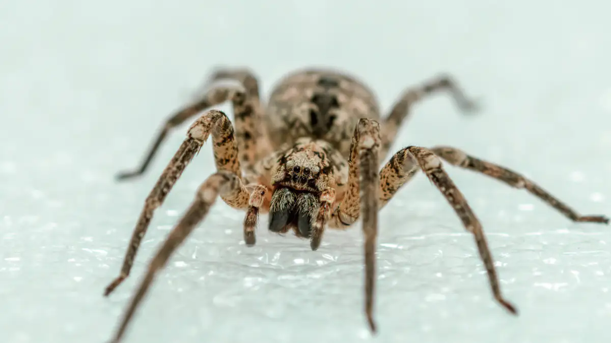 Die Nosferatu-Spinne aus der Nähe