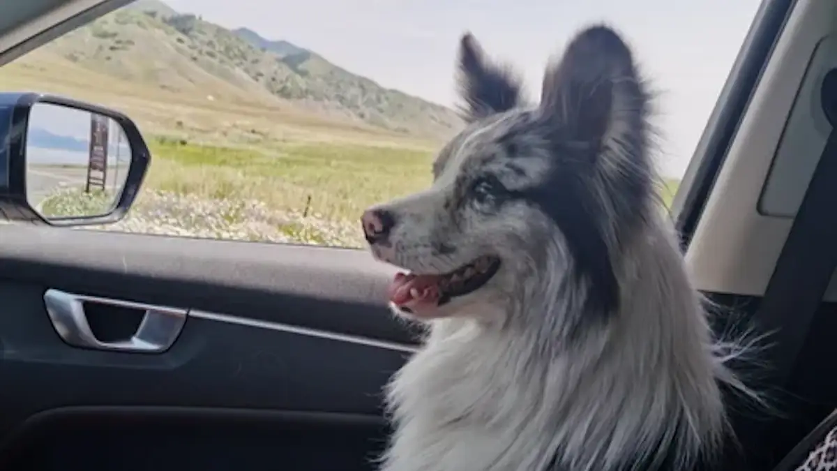 Hund Chutou auf dem Beifahrersitz eines Autos