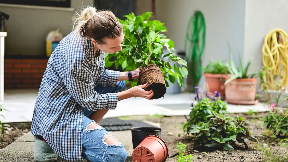Frau im Garten beim Einpflanzen und Umtopfen