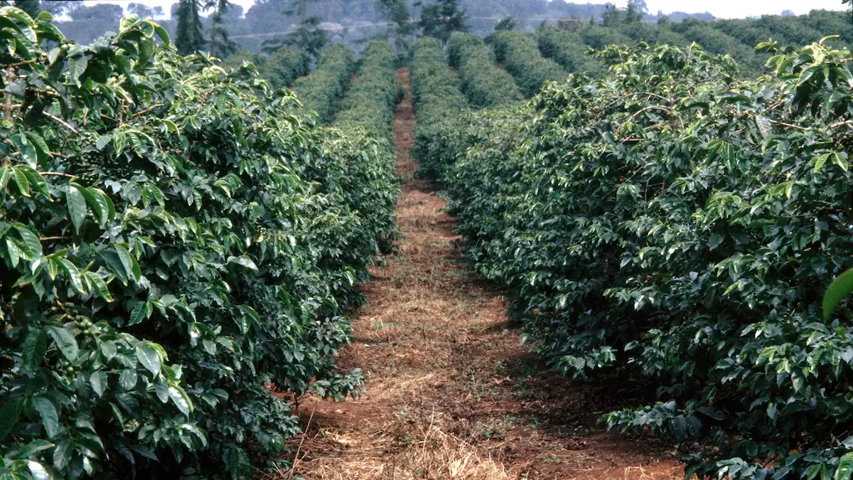 Kaffeplantage in Kenia