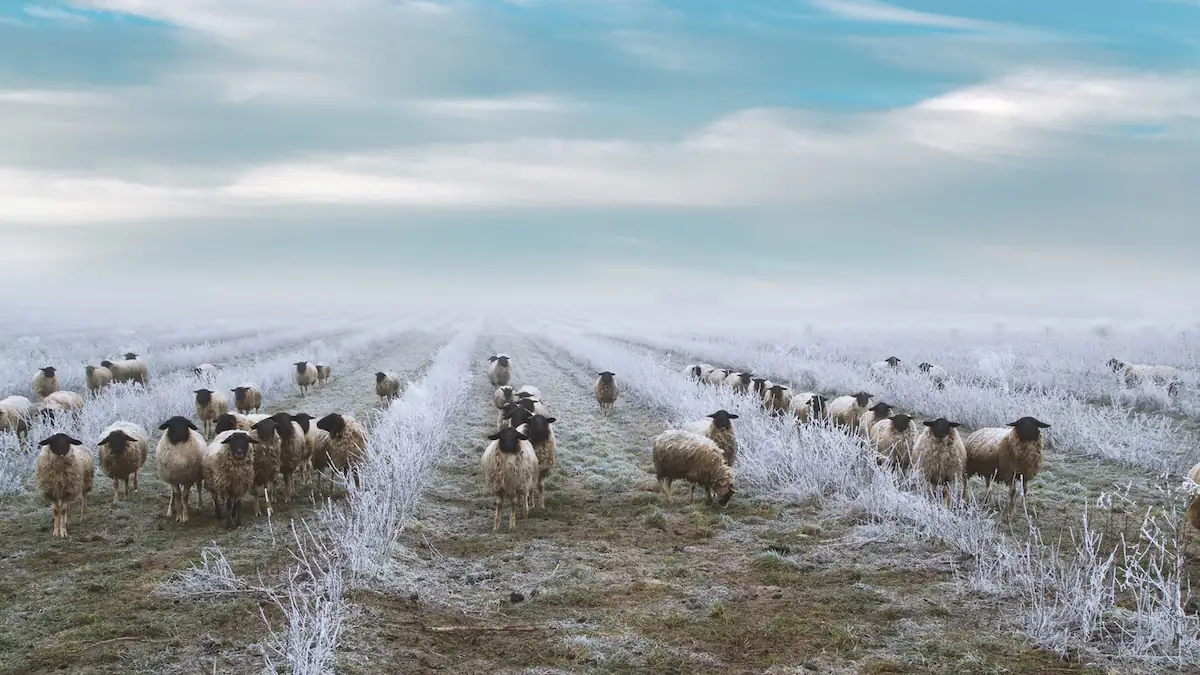 Schafskälte: Schafe bei frostigen Bedingungen auf dem Feld