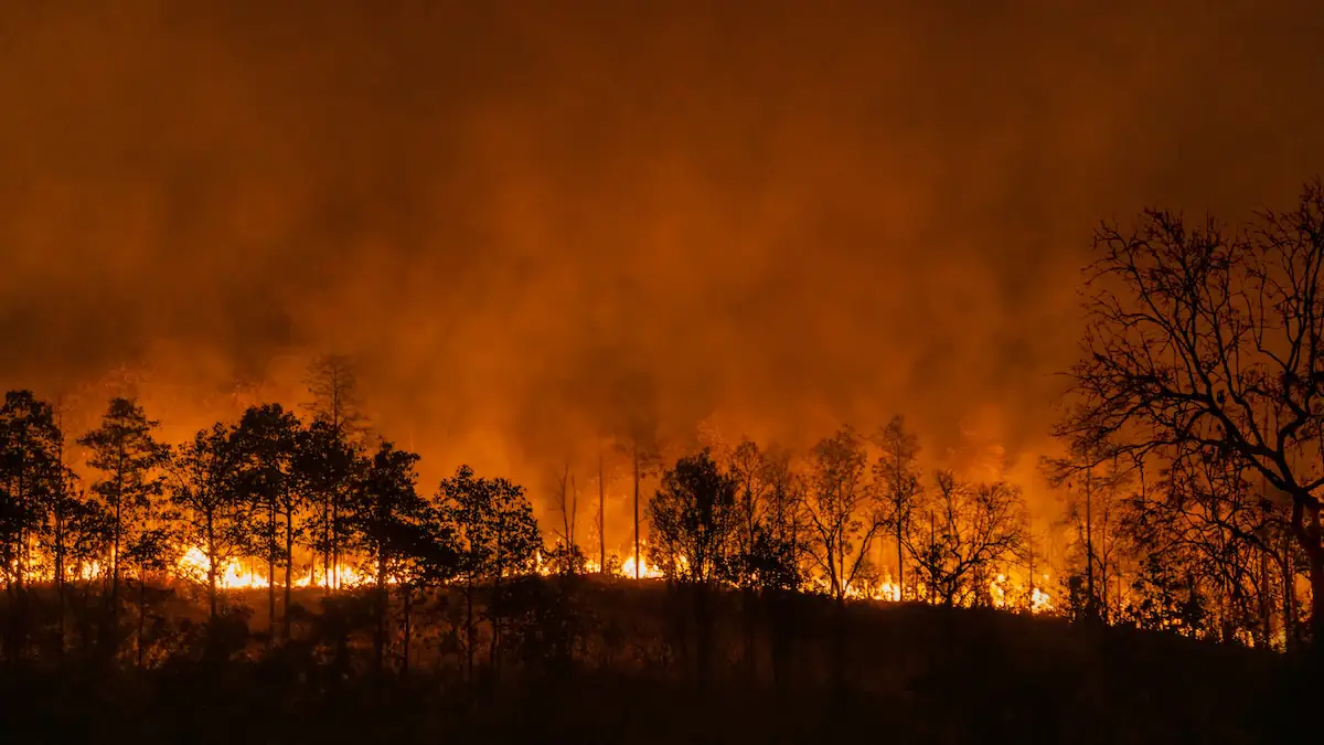 Geoengineering gegen El Niño: Starker Waldbrand lässt Flammen und Rauch aufsteigen