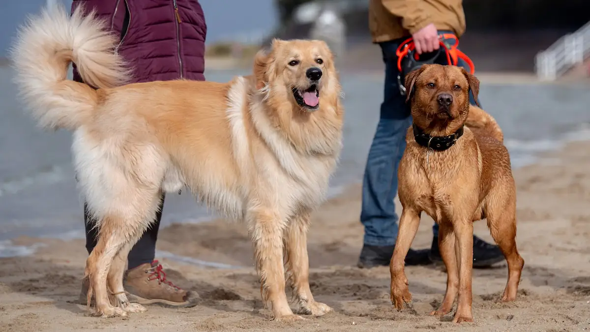 Hundeführerschein: Zwei Hunde mit ihren Haltern am Strand