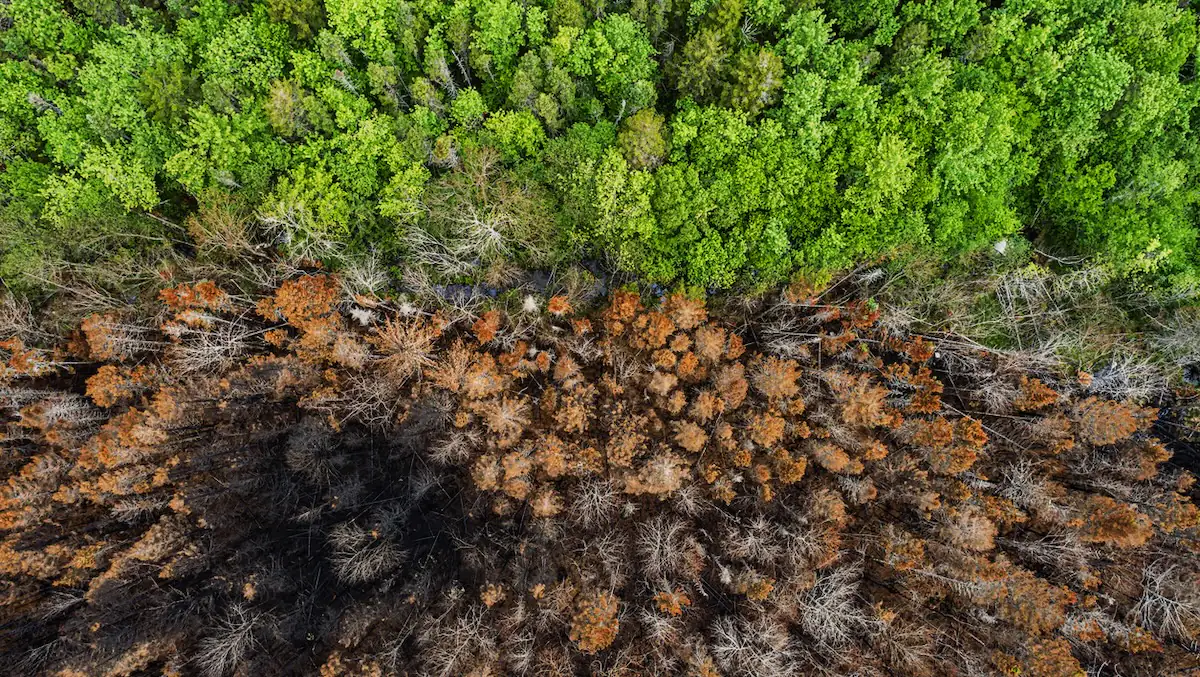 Klimawandel: Harte Baumgrenze zwischen einem grünen und einem verbrannten und vertrockneten Wald