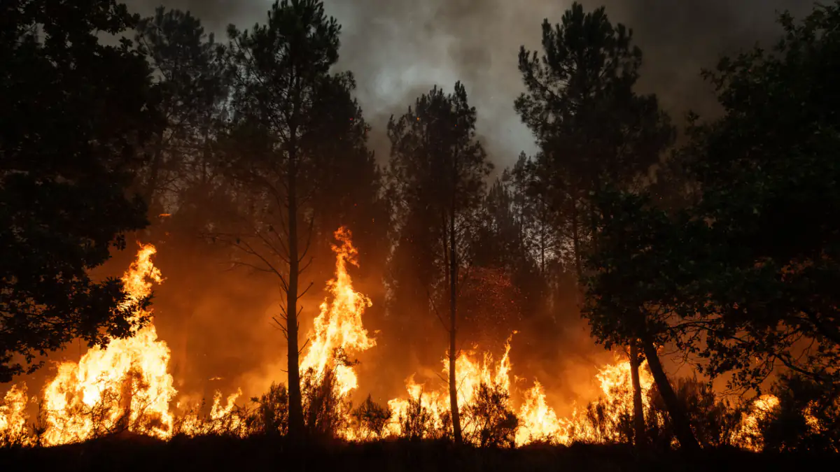 Der Wald in der Nähe von Bordeaux in Flammen
