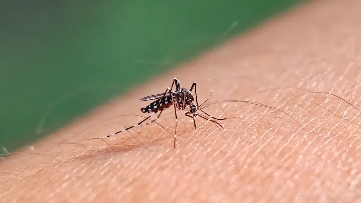 Malaria: Nahaufnahme einer Mücke, die auf einem menschlichen Arm sitzt