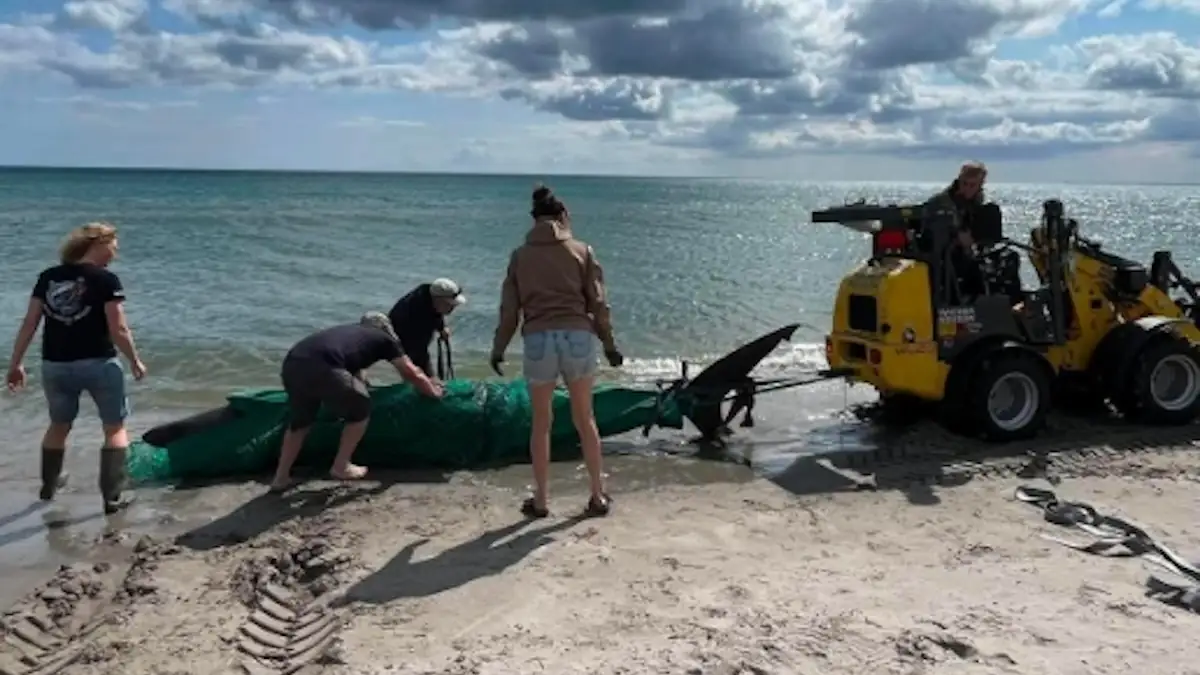 Toter Riesenhai wird in Dänemark an der Ostsee geborgen