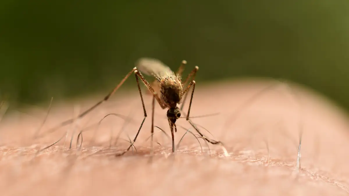West-Nil-Virus wird durch Mücken übertragen: Bild zeigt Nahaufnahme einer Mücke, die einen Menschen sticht