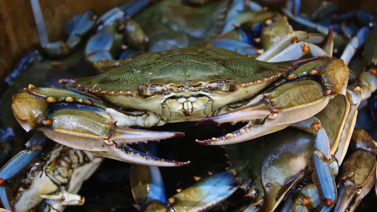 Italien hat Problem mit Blaukrabben