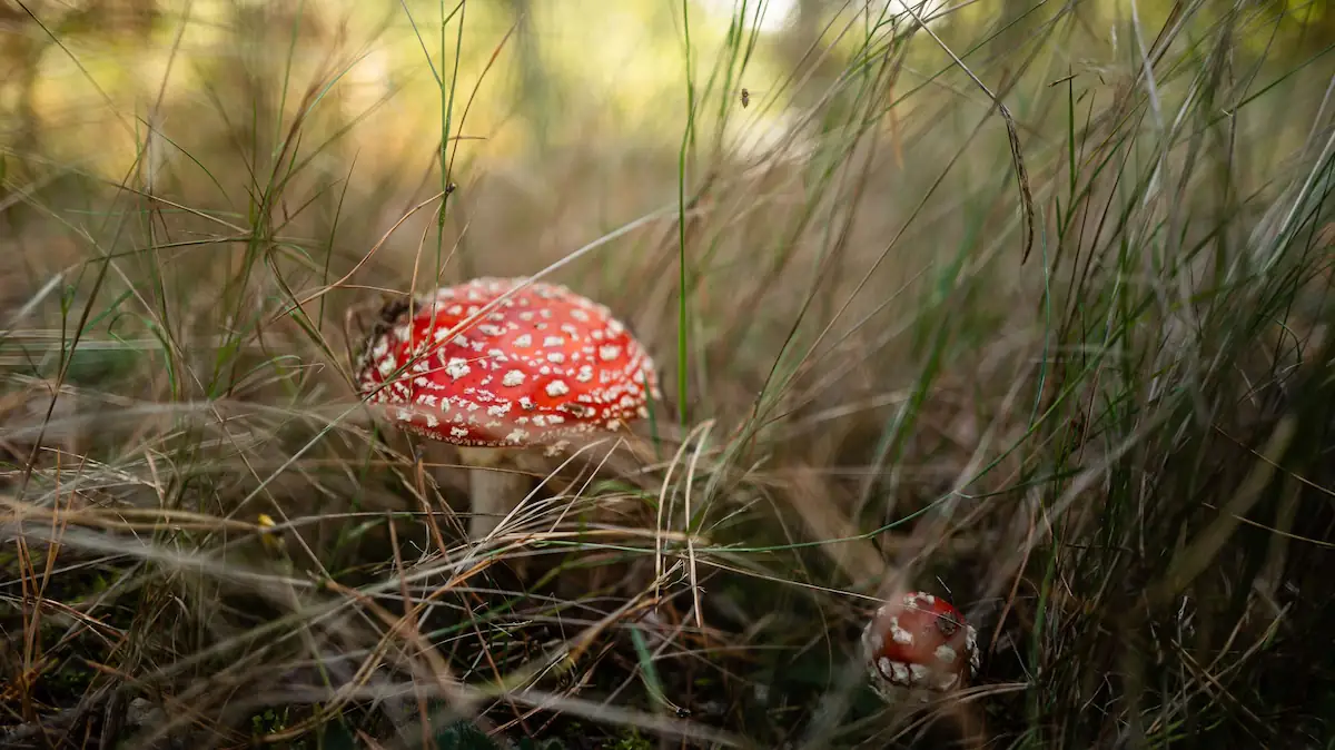 Fliegenpilz