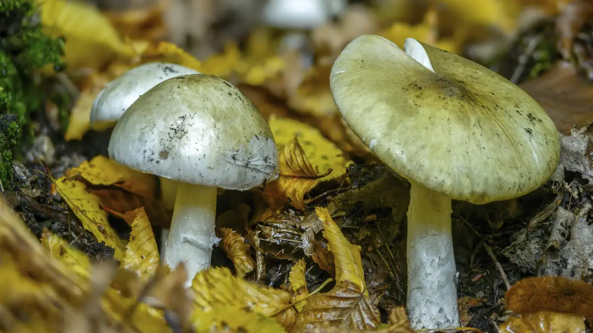 Grüner Knollenblätterpilz