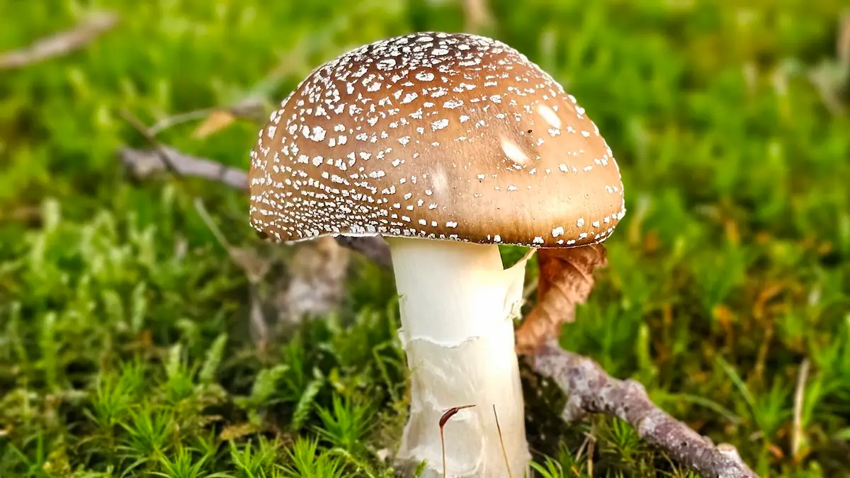 Pantherpilz