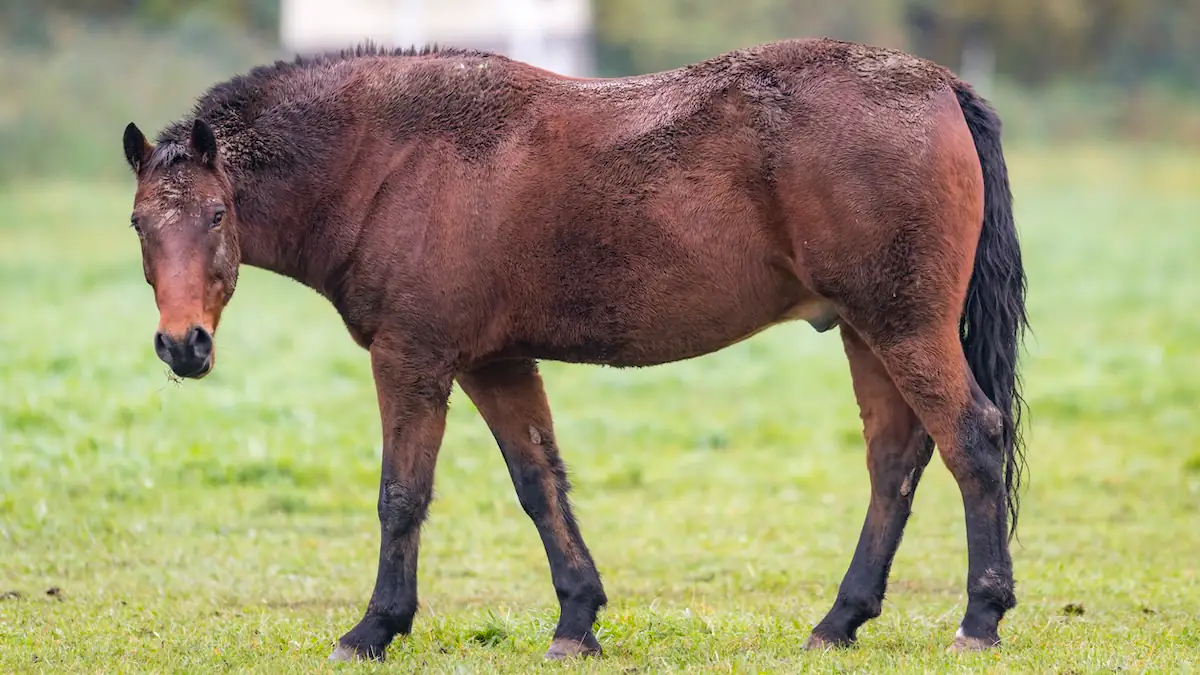 Regenfäule Symbolbild: Nasses Pferd auf einer Koppel