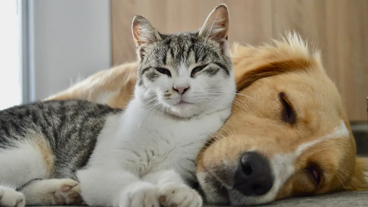 Haustiere Hund und Katze