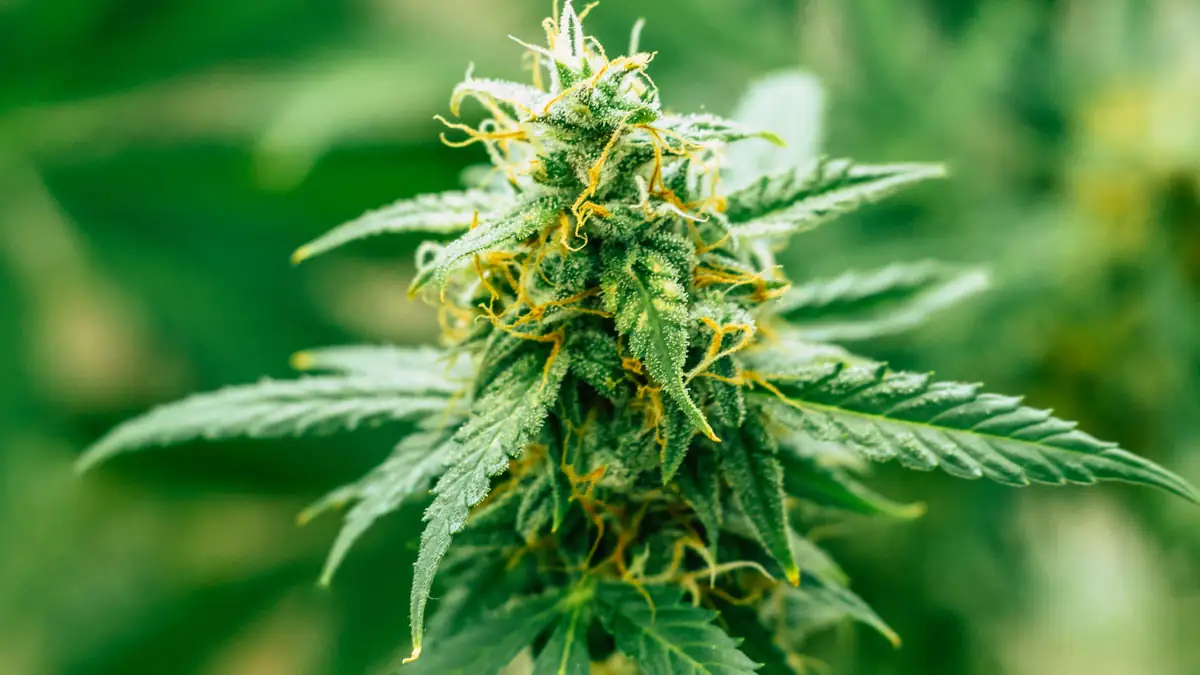 Italien: Anbau von Cannabis für den Eigenbedarf ab sofort legal