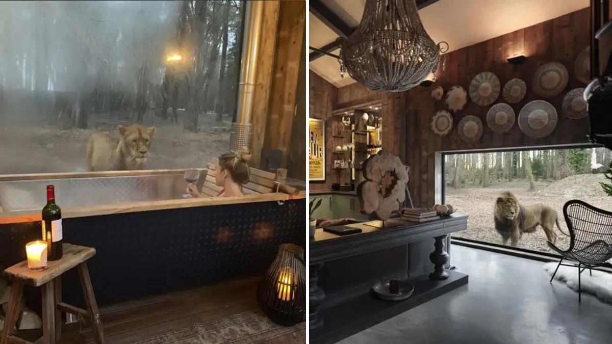 Port Lympne Hotel: Hotel bietet den Gästen die Möglichkeit, mit "Löwen zu schlafen"