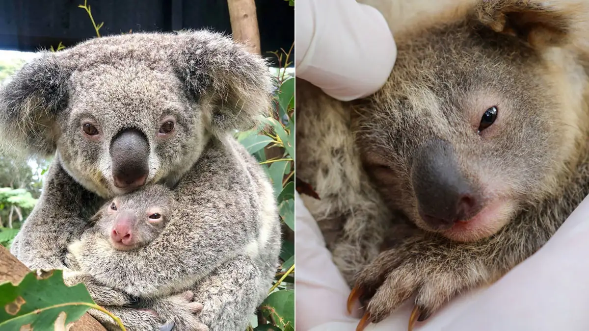Australien: Erstes Koala-Baby nach den Waldbränden geboren