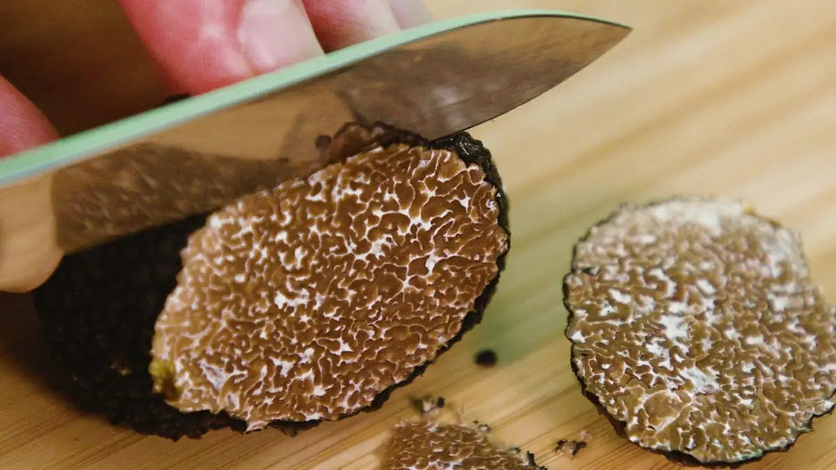 Weiße Alba-Trüffel kosten bis zu 4.000 Dollar pro Kilogramm