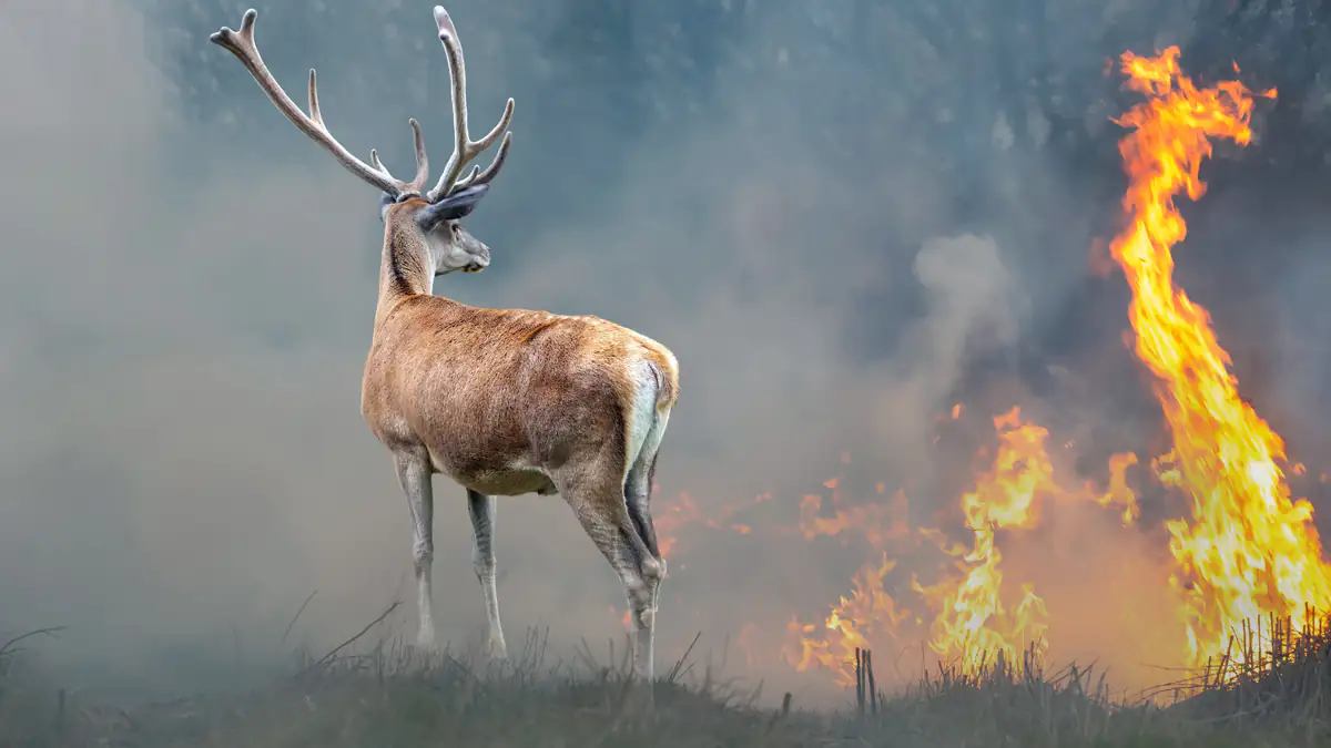 „Klima-Notfall“: Tausende Wissenschaftler fordern Menschen zur Rettung der Erde auf