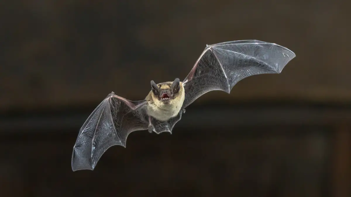 Neues Corona-Virus bei Fledermäusen entdeckt