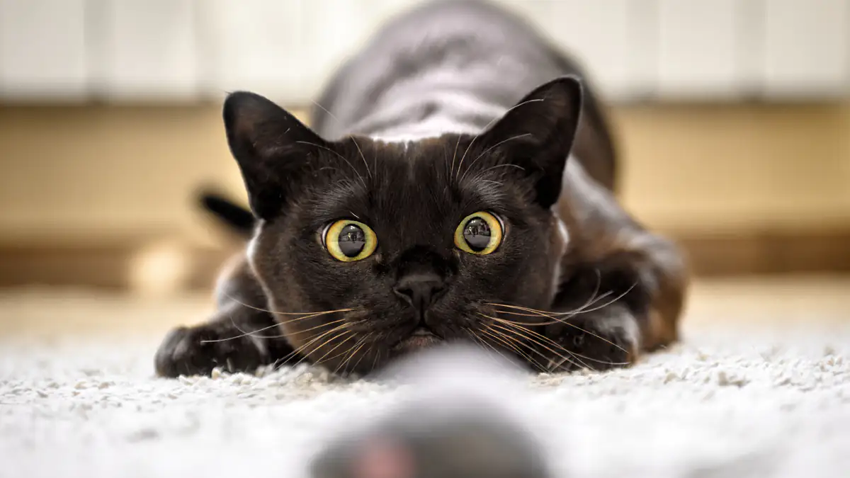 Laut Experten: Deshalb bringen Katzen lebendige Mäuse mit nach Hause